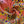 Load image into Gallery viewer, Silk Prints - FabricPlanet
