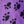 Load image into Gallery viewer, Velboa Paw - FabricPlanet
